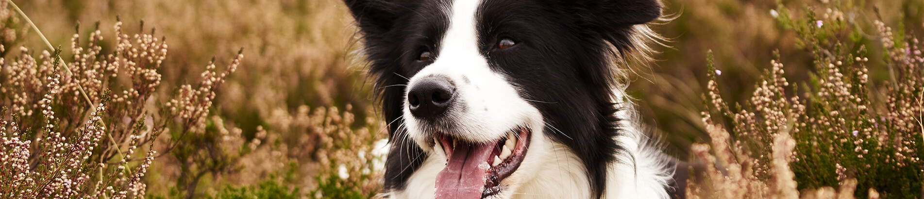 canine folic acid dosage