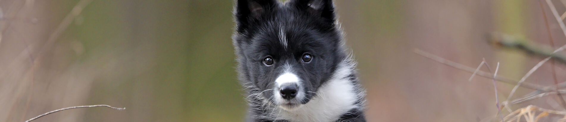 fish flax and borage oil for dogs